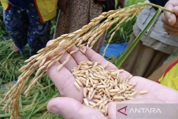 El Nino sebabkan panen padi di Aceh Barat menurun jadi 3.000 ton