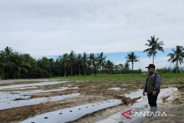 Banjir Aceh Tenggara akibatkan 467,25 hektare lahan pertanian rusak