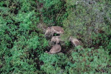 China luncurkan proyek film dokumenter tentang petualangan gajah Asia