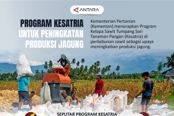 Program Kesatria untuk peningkatan produksi jagung