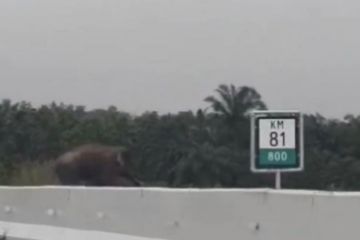 Seekor gajah liar melintas di Jalan Tol Pekanbaru-Dumai