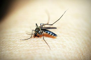 Bentol akibat gigitan nyamuk ber-Wolbachia beda dari nyamuk lain?