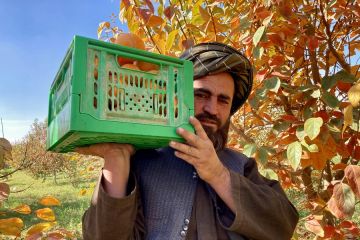 Panen buah kesemek hadirkan kegembiraan di Afghanistan selatan