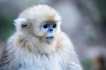 Kamera inframerah pintar pantau satwa di Taman Nasional Panda Raksasa