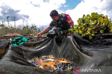 Babinsa budi dayakan ikan nilai di Danau Talaga Duma