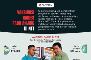 Vaksinasi rabies pada anjing di NTT