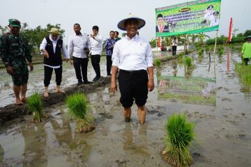 Ini jurus Menteri Amran percepat peningkatan produksi beras