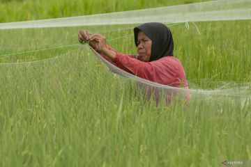 BPS: Jumlah petani dengan kepemilikan lahan kecil meningkat