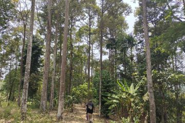 Akademisi: Rehabilitasi hutan cegah dampak buruk perubahan iklim
