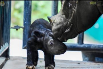 Bayi badak sumatera lahir di Taman Nasional Way Kambas