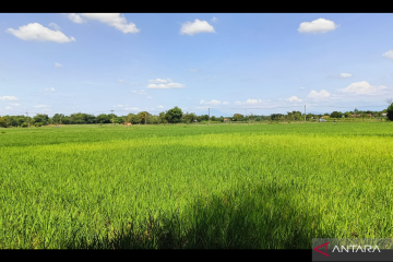 Bioteknologi kunci teknologi pertanian hadapi cuaca buruk