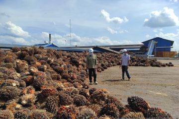 Bidang usaha perkebunan dominasi penyaluran CSR Kalbar Rp44,39 miliar