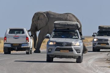 24 gading gajah disita dalam operasi rahasia di Namibia