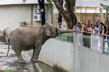 Satu-satunya gajah di Filipina mati di Kebun Binatang Manila