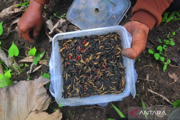 Berburu ulat jati tinggi protein untuk konsumsi