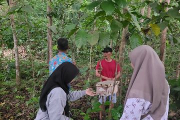 Mencegah penambangan gumuk dengan budidaya ternak tawon klanceng