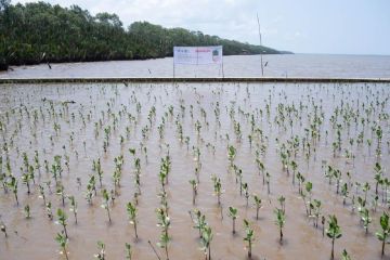 Produsen cat tuntaskan komitmen penanaman mangrove 50 ribu pohon