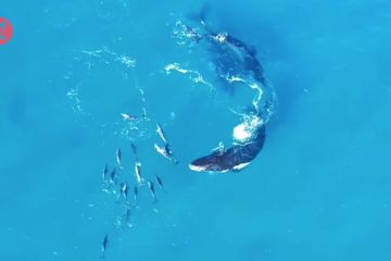 Perubahan iklim sebabkan paus biru tunda migrasi hingga malnutrisi