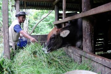 Diduga PMK, belasan ekor sapi di Aceh Besar mati mendadak