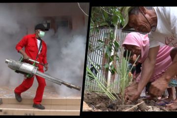 Fogging dan tanaman yang dibenci nyamuk untuk usir DBD di Temanggung