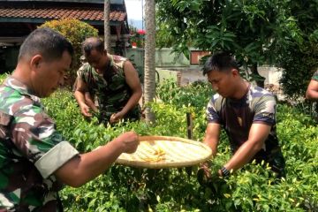 Gerakan tanam cabai, Koramil 03 Pekalongan jual murah hasil panen