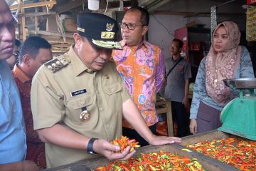 Harga cabai di Sulawesi Selatan sentuh Rp90.000 per kilogram