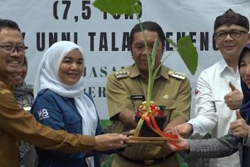 Daun talas beneng Banten rambah pasar Amerika Serikat