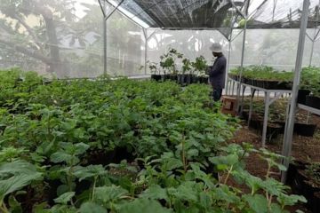 Bogor perkuat ketahanan pangan lewat pertanian urban