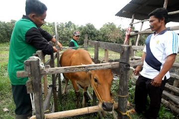 Targetkan swasembada, sapi di Wanaraya disiapkan untuk dukung IKN