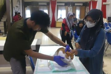 Kontrol populasi kucing melalui program steril 120 Kucing Jantan