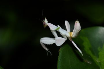 Kaki bercuping belalang anggrek berfungsi untuk meluncur