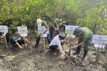 Tahura Ngurah Rai Bali dapat tambahan 1.000 bibit mangrove