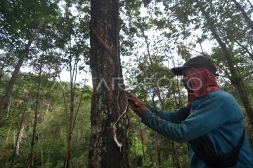 Harga karet di Bengkulu turun