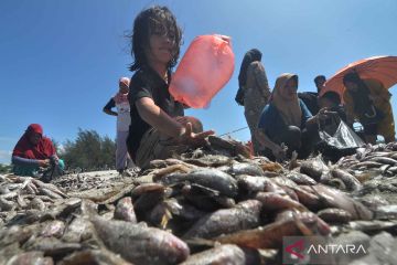 Tangkapan melimpah, nelayan bagi-bagi ikan secara gratis