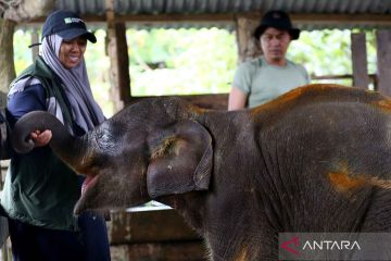 Upaya perawatan anak gajah Sumatera