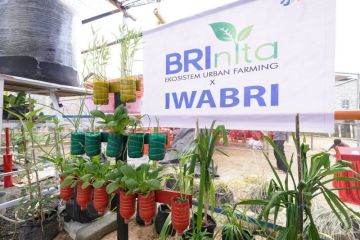 Warga Tuminting & BRI Ubah Lahan Timbunan Sampah Jadi Lahan Urban Farming 'BRInita'