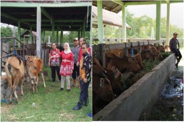 Pemprov Kalteng sebar ratusan ekor sapi kembangkan sektor peternakan
