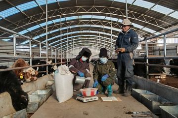 Penggembalaan ilmiah tingkatkan hasil panen dan kualitas lingkungan