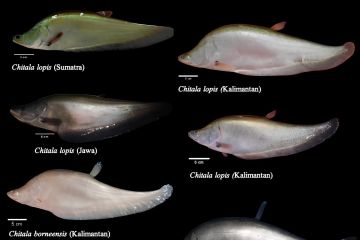 Ilmuwan temukan ikan berstatus punah di Jawa