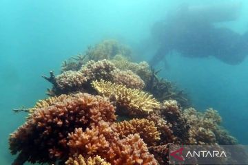 Kebun karang PT Timah jadi destinasi wisata bawah laut Bangka
