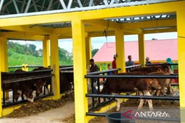 Solok Selatan lakukan pembibitan sapi unggul