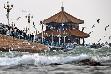 Kawanan burung camar singgah di musim dingin di Qingdao