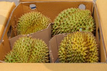 Durian impor asal Vietnam laris manis di pasar China