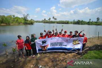 Aksi Menanam Bibit Mangrovr