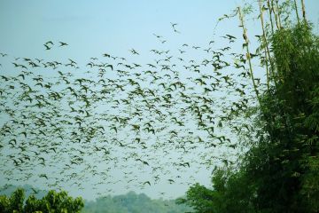 Kawanan burung parkit serbu sawah di Chattogram, Bangladesh