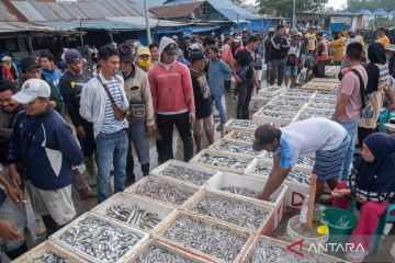 Harga ikan di Kendari turun