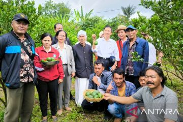 Petani di Kintamani mulai beralih dari menanam jeruk menjadi alpukat