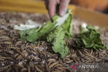 Menengok budi daya ulat untuk pakan burung