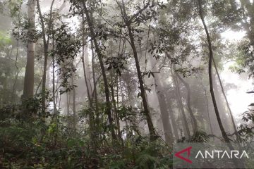 Wali Nanggroe komit dukung penyelamatan hutan adat mukim di Aceh