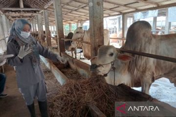 Pemkab: Bantul telah aman dari kasus PMK ternak